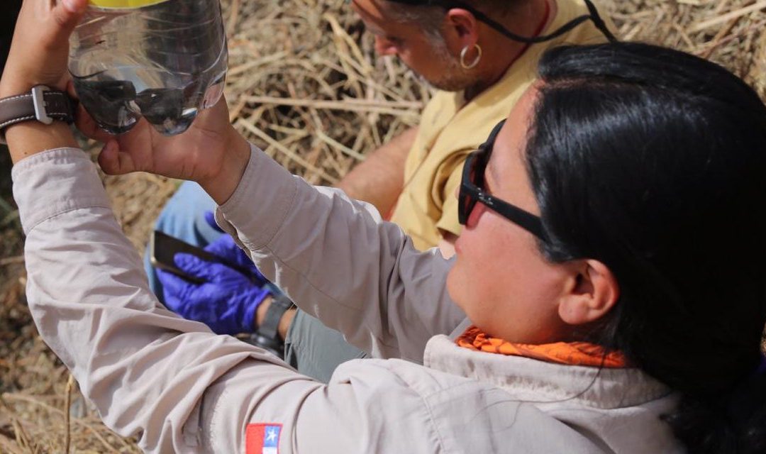 OPERATION IN WHICH MUHNCAL MUSEUM OF CALAMA RESCUES LATE FROGS FROM THE LOA