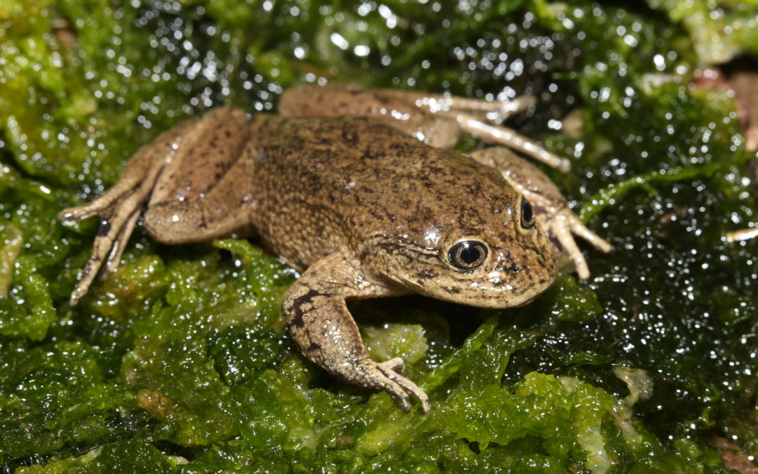 THE FROGLET OF LOA: AMBASSADOR OF THE CHILEAN FAUNA IN 2020