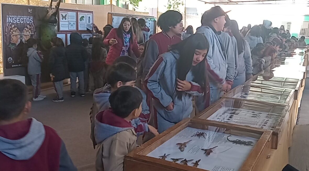 Museo visita tu escuela «Colegio San Nicolás de Calama»